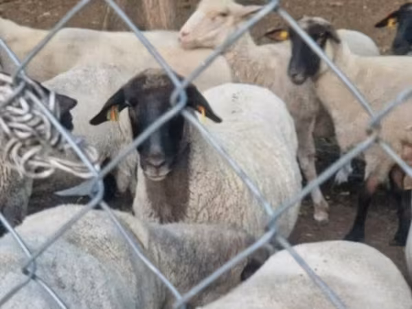 Qoʻy, Tsigai sheep