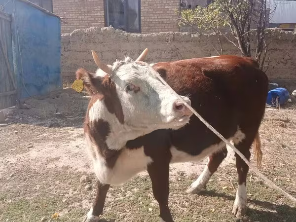 Vaca, Latvian Blue cattle