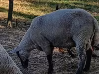 雄羊, White Suffolk sheep — 写真 3