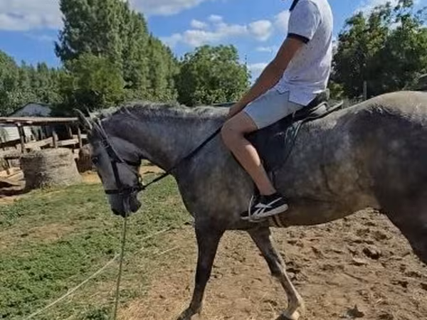 雄馬, Lipizzaner