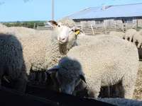 Ovan, Kuibyshev sheep — fotografija 1