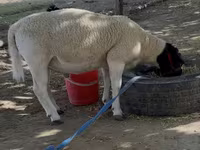 Qoç, Dorper sheep — foto 4