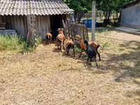 Ovan, Cameroon sheep — fotografija 4