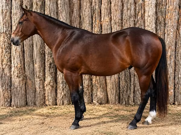 At, Quarter Horse