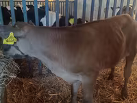 Bik, Simmental cattle — fotografija 5
