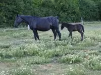 Mare, Horses — photo 4