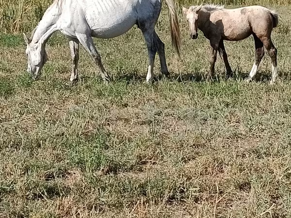 Égua, Percheron