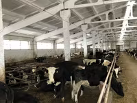 Krava, Yaroslavl cattle — fotografija 6