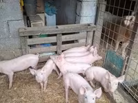 Cerdos (lote, sexo no especificado), Cerdos — foto 4