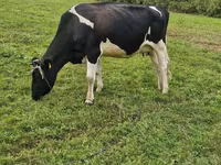 雌牛, Russian Black pied cattle — 写真 1
