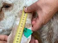 Ovca, East Friesian Dairy sheep — fotografija 6
