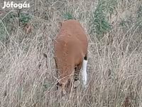 Ovca, Cameroon sheep — fotografija 3