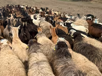 Brebis, Moutons — photo 1
