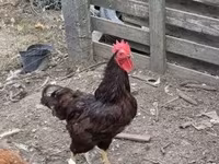 Rhode Island Vermelha — foto 4