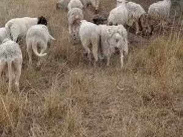 Carnero, Ovejas