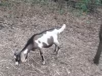 تيس, Nubian Goat — الصورة 3