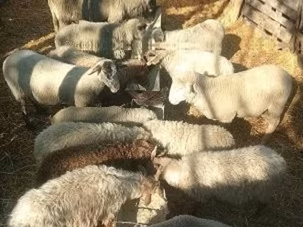 Bélier, Merino sheep — Hongrie
