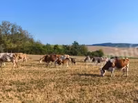 Krowa, Węgierska szara rasa — zdjęcie 4