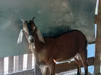 Bode, Cabras — foto 4