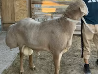 Qoç, Edilbay sheep — foto 1