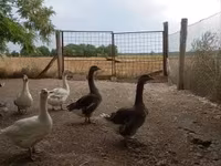 Geese — 照片 3