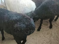 Sheep, Sheep — photo 3