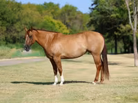 Kobila, Quarter Horse — fotografija 2