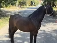 Cheval, Chevaux — photo 1