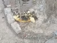 Ducks — Foto 3