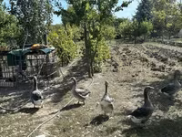 Geese — 写真 3