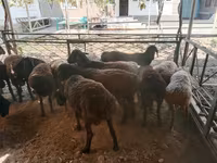 公羊, Sheep — 照片 6