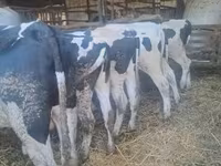 母牛, Russian Black pied cattle — 照片 2