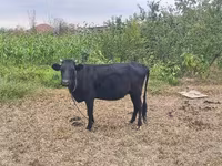 Krowa, Bydło — zdjęcie 2