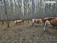 Kuh, Simmental cattle — Foto 5