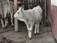Sigir, Vengercha kulrang zot — 2-rasm