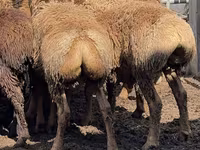Ovan, Arashan sheep — fotografija 4