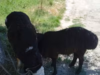 Moutons (lot, sexe non indiqué), Moutons — photo 3