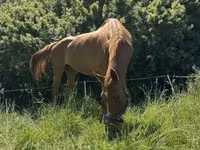 Kobyła, Polish pony — zdjęcie 7