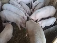 Eber, Schweine — Foto 2