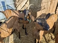 बकरा, Alpine goat — फ़ोटो 1
