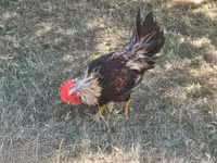 Chickens — Foto 3