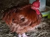 Chickens — Foto 3