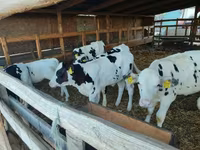 Taureau, Race Holstein — photo 1