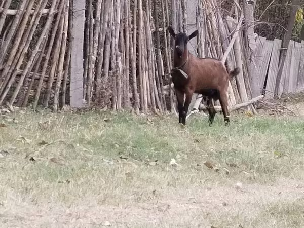 Carneiro, Ovelhas