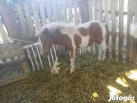公马, Miniature horse — 照片 1