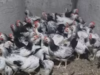 Chickens — fotografija 2