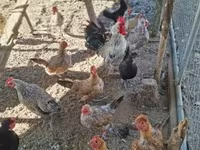Chickens — 写真 3