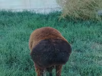 Ovan, Qashqai sheep — fotografija 3