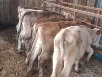 Krava, Simmental cattle — fotografija 2