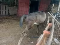 Madyan, Atlar — foto 3